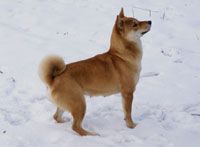 picture of dog