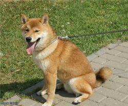 picture of dog