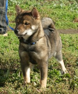 picture of dog