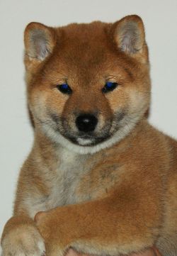 picture of dog