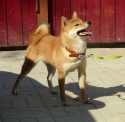 picture of dog