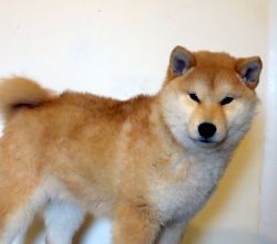 picture of dog