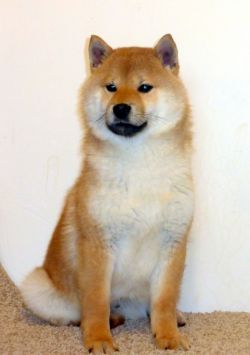 picture of dog