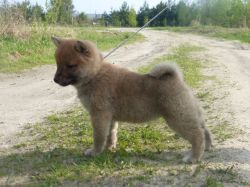 picture of dog