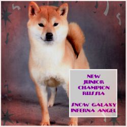 picture of dog