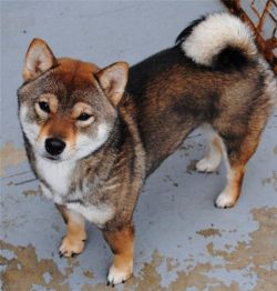 picture of dog