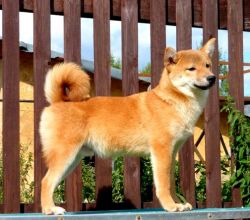 picture of dog