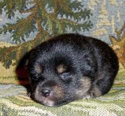 picture of dog