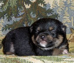 picture of dog