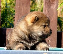 picture of dog