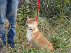 picture of dog