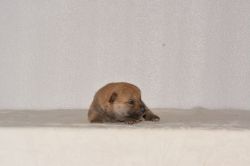 picture of dog