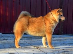 picture of dog