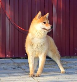 picture of dog