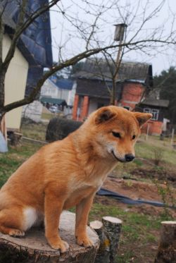 picture of dog