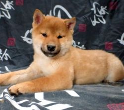 picture of dog