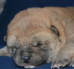 picture of dog