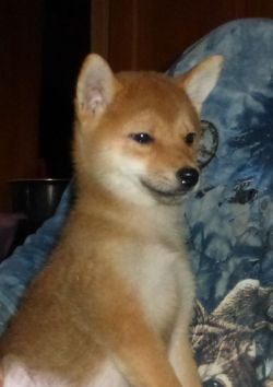 picture of dog