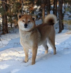 picture of dog