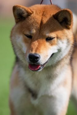 picture of dog