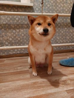 picture of dog
