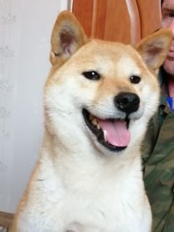 picture of dog