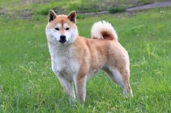 picture of dog