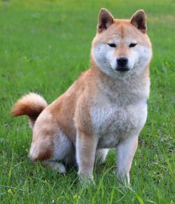 picture of dog