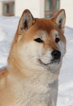picture of dog