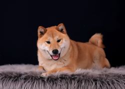picture of dog
