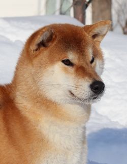 picture of dog