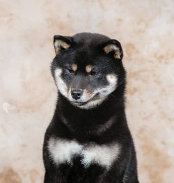picture of dog