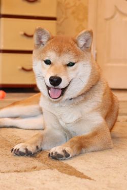picture of dog