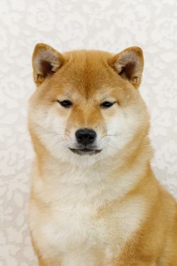 picture of dog