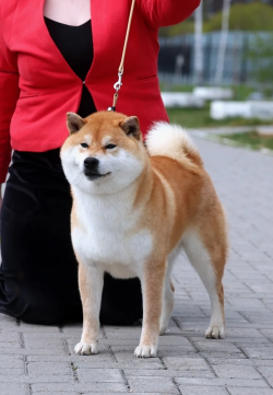 picture of dog