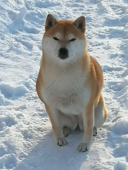 picture of dog