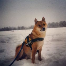 picture of dog