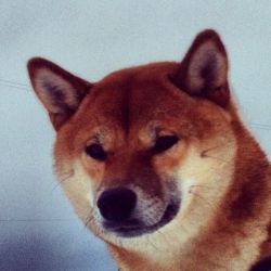 picture of dog