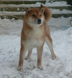 picture of dog