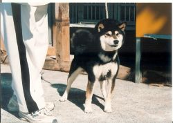picture of dog