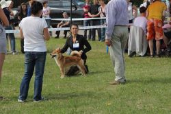 picture of dog
