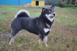 picture of dog