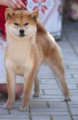 picture of dog