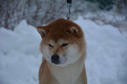 picture of dog