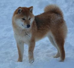 picture of dog