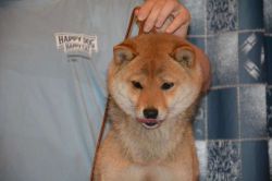 picture of dog