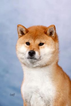 picture of dog