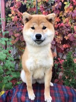 picture of dog