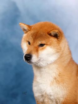 picture of dog