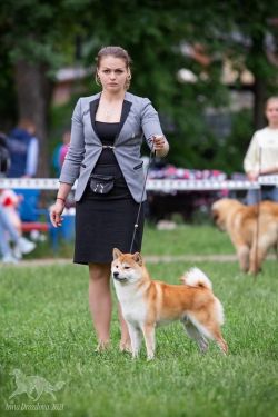 picture of dog